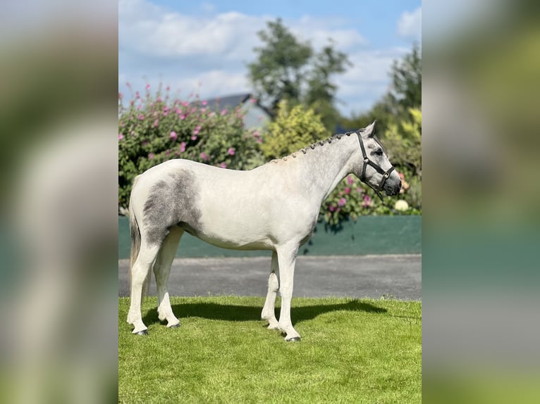 Cob Mix Merrie 3 Jaar 148 cm Wit in Athenry Cob Mix Merrie 3 Jaar 148 cm Wit in Athenry