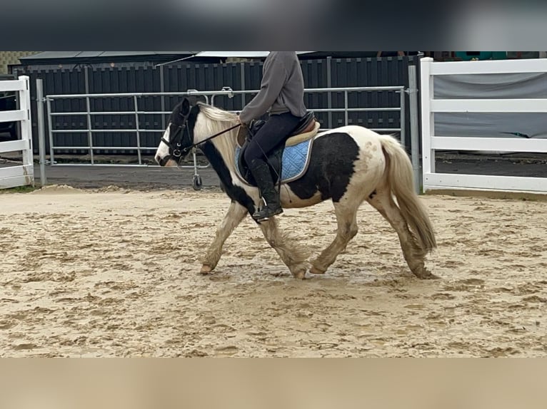 Cob Merrie 4 Jaar 121 cm Gevlekt-paard in Morsbach