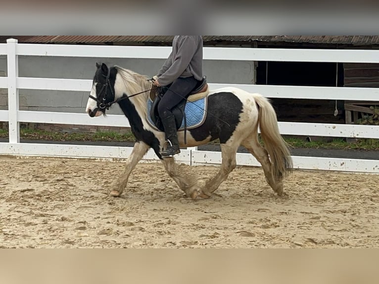Cob Merrie 4 Jaar 121 cm Gevlekt-paard in Morsbach