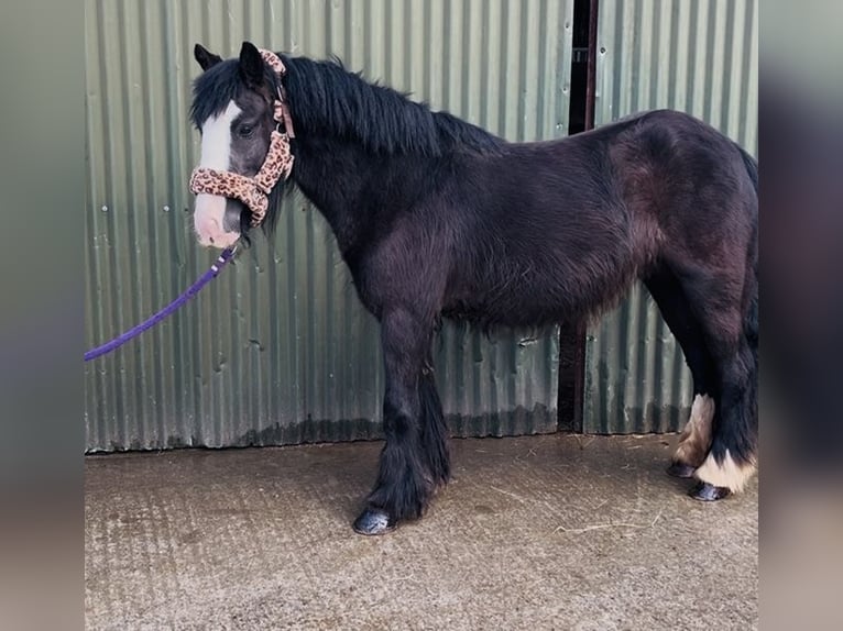 Cob Merrie 4 Jaar 128 cm Zwart in Sligo