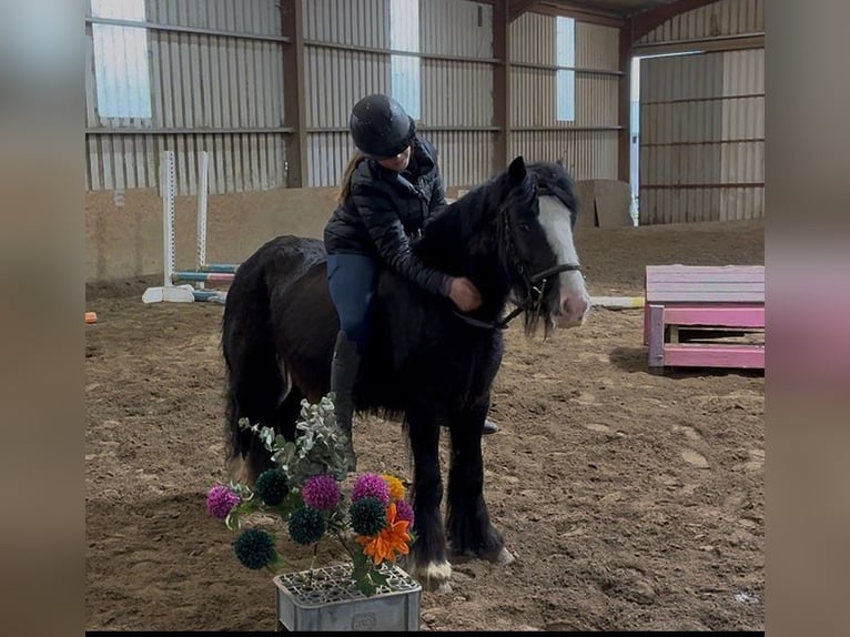 Cob Merrie 4 Jaar 128 cm Zwart in Sligo