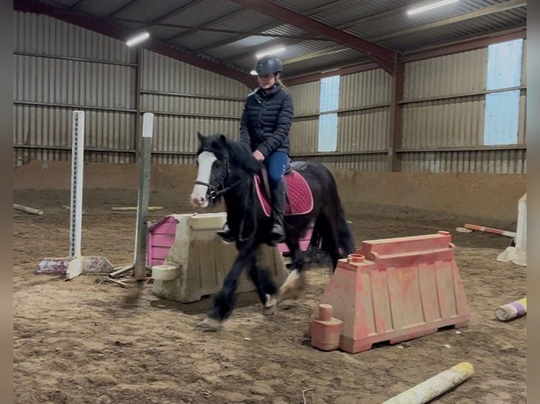 Cob Merrie 4 Jaar 128 cm Zwart in Sligo