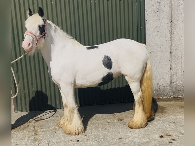 Cob Merrie 4 Jaar 133 cm Gevlekt-paard in Sligo