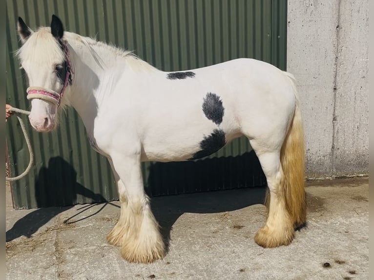 Cob Merrie 4 Jaar 133 cm Gevlekt-paard in Sligo