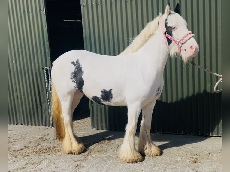Cob Merrie 4 Jaar 133 cm Gevlekt-paard in Sligo