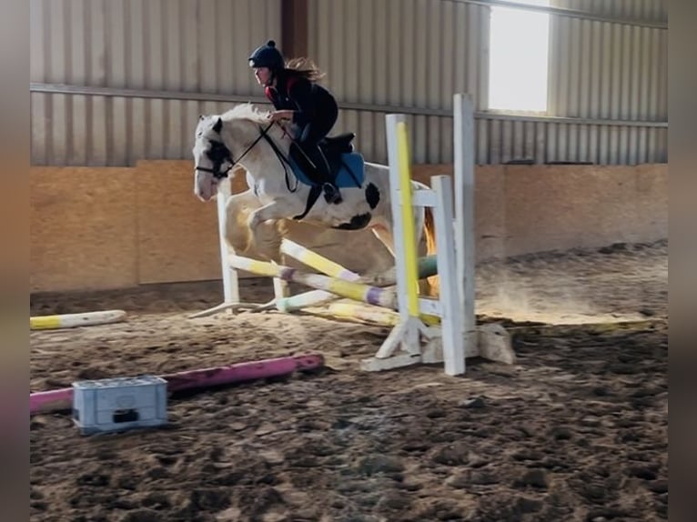 Cob Merrie 4 Jaar 133 cm Gevlekt-paard in Sligo