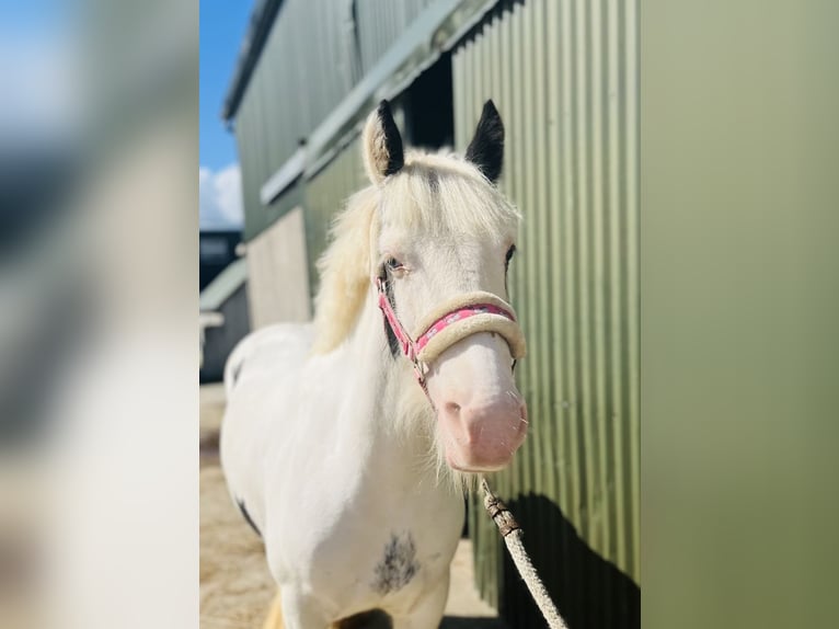Cob Merrie 4 Jaar 133 cm Gevlekt-paard in Sligo