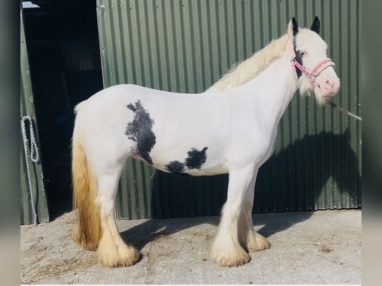 Cob Merrie 4 Jaar 133 cm Gevlekt-paard in Sligo