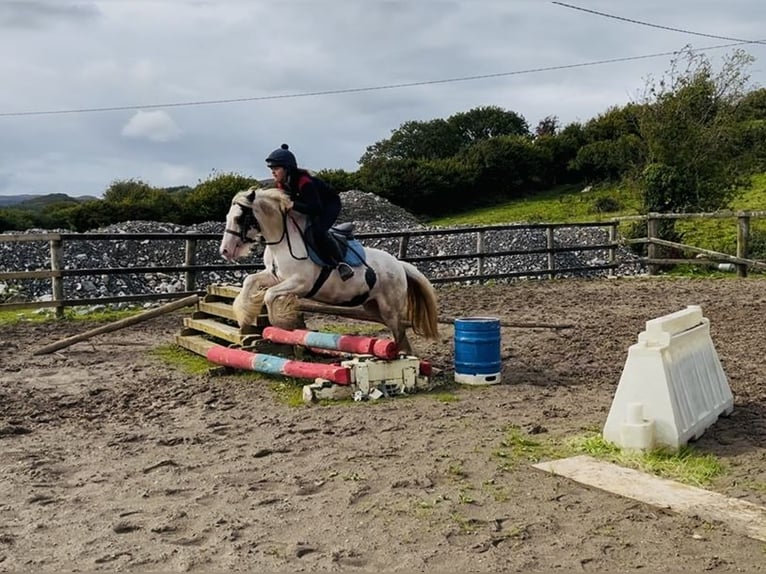 Cob Merrie 4 Jaar 133 cm Gevlekt-paard in Sligo