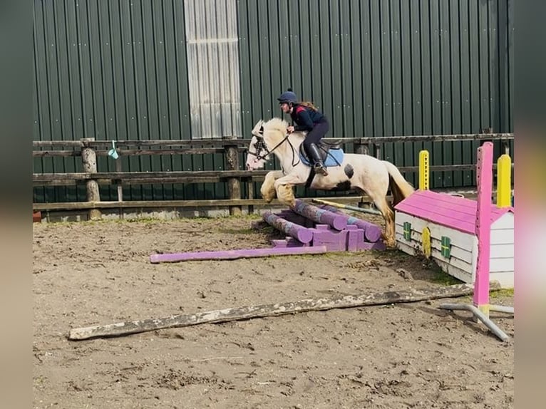Cob Merrie 4 Jaar 133 cm Gevlekt-paard in Sligo
