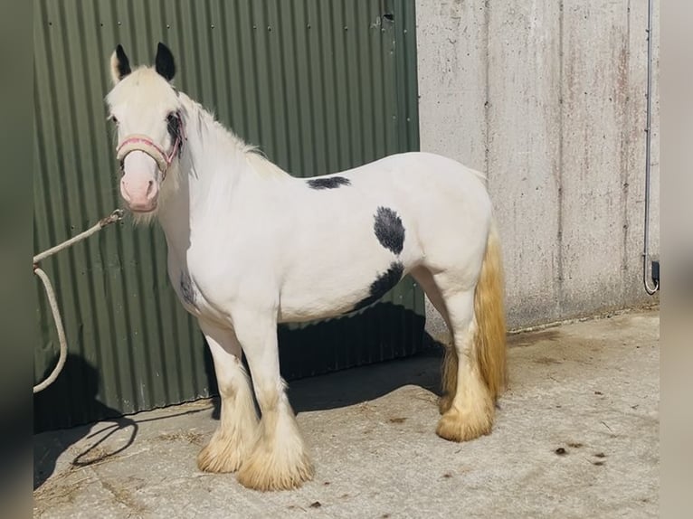 Cob Merrie 4 Jaar 133 cm Gevlekt-paard in Sligo