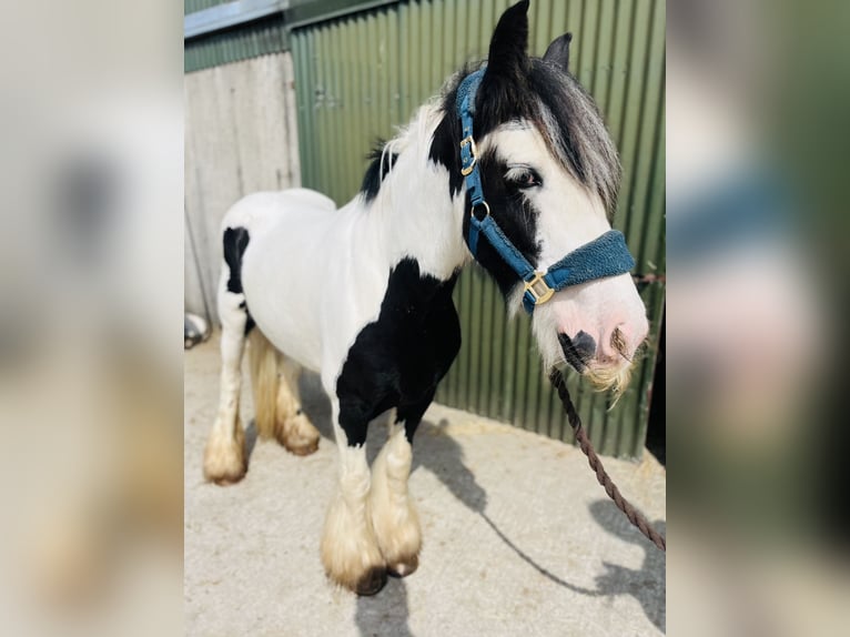 Cob Merrie 4 Jaar 140 cm Gevlekt-paard in Sligo