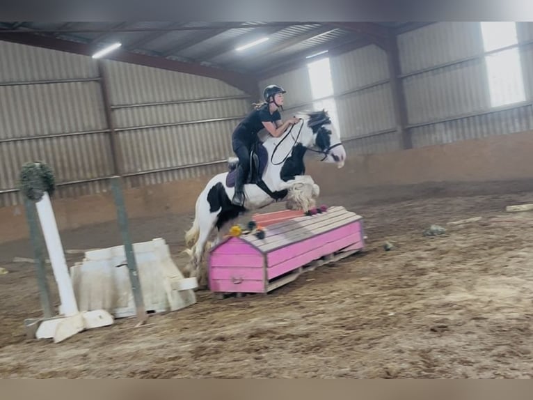 Cob Merrie 4 Jaar 140 cm Gevlekt-paard in Sligo