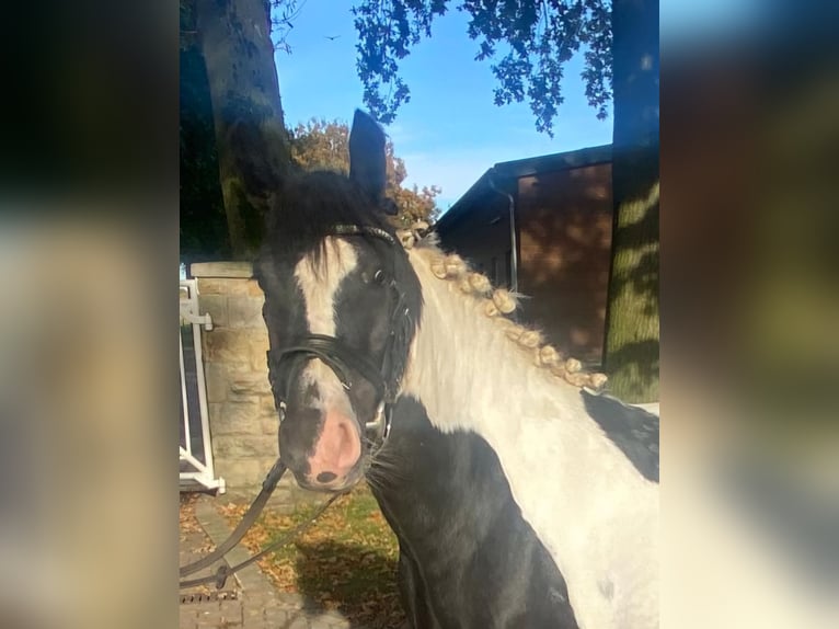 Cob Merrie 4 Jaar 148 cm Gevlekt-paard in Hopsten