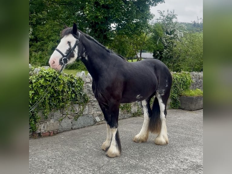 Cob Merrie 4 Jaar 148 cm Zwart in Newry