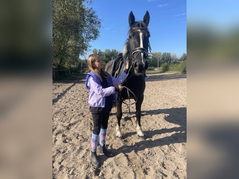 Cob Mix Merrie 4 Jaar 150 cm Tobiano-alle-kleuren in Trebbin