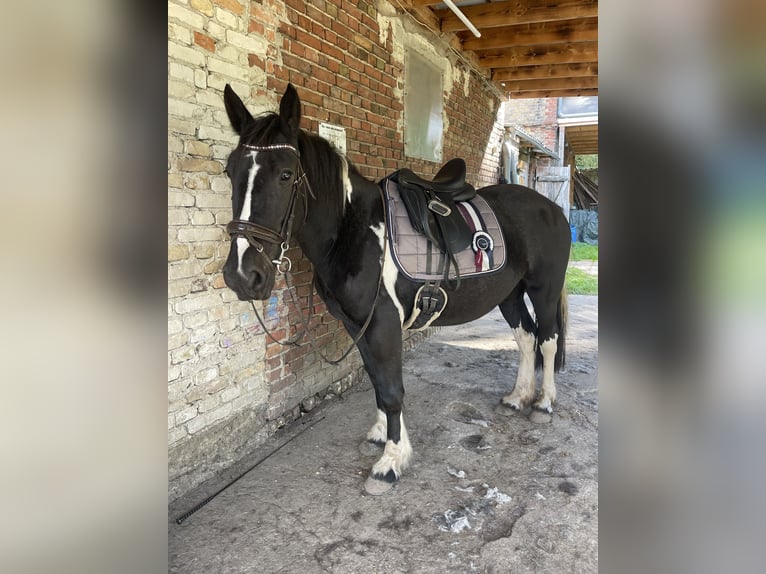 Cob Mix Merrie 4 Jaar 150 cm Tobiano-alle-kleuren in Trebbin