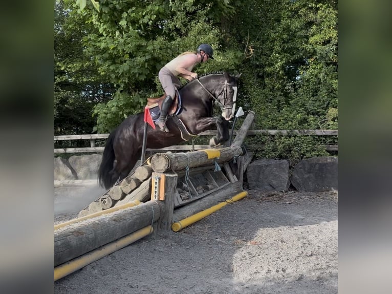 Cob Merrie 4 Jaar 150 cm Zwart in Mountrath, Co. Laois
