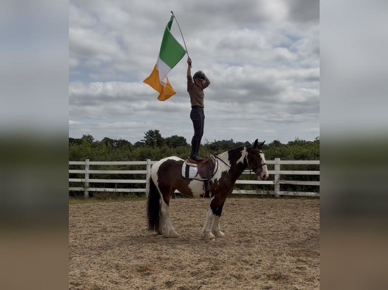 Cob Merrie 4 Jaar 152 cm Tobiano-alle-kleuren in Mountrath, Co. Laois