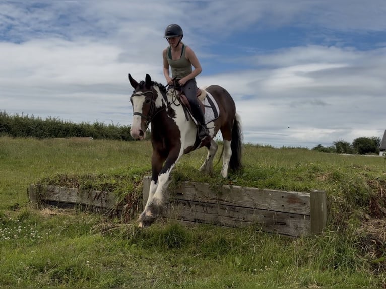 Cob Merrie 4 Jaar 152 cm Tobiano-alle-kleuren in Mountrath, Co. Laois