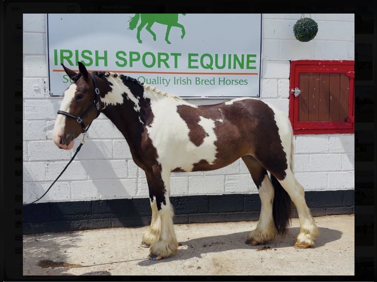 Cob Merrie 4 Jaar 152 cm Tobiano-alle-kleuren in Mountrath, Co. Laois