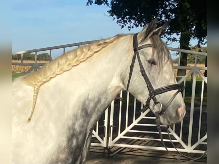 Cob Merrie 4 Jaar 153 cm Schimmel in Hopsten