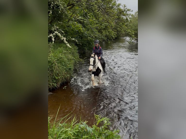 Cob Merrie 4 Jaar 154 cm Gevlekt-paard in Sligo