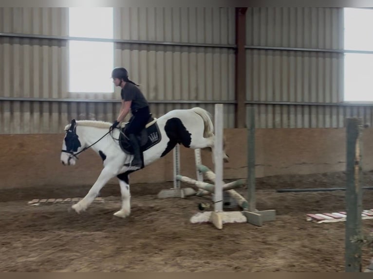Cob Merrie 4 Jaar 154 cm Gevlekt-paard in Sligo