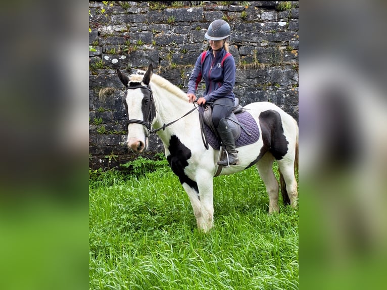 Cob Merrie 4 Jaar 154 cm Gevlekt-paard in Sligo