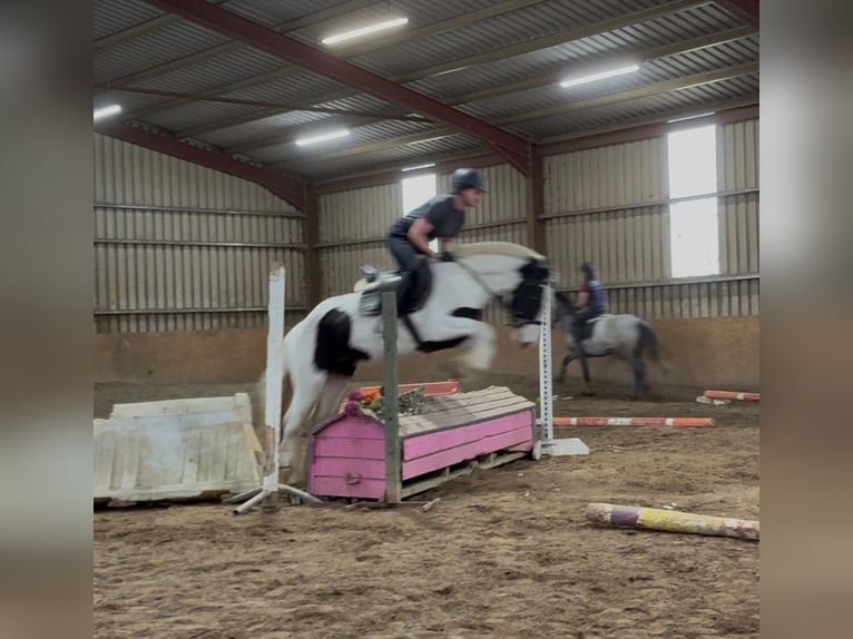 Cob Merrie 4 Jaar 154 cm Gevlekt-paard in Sligo