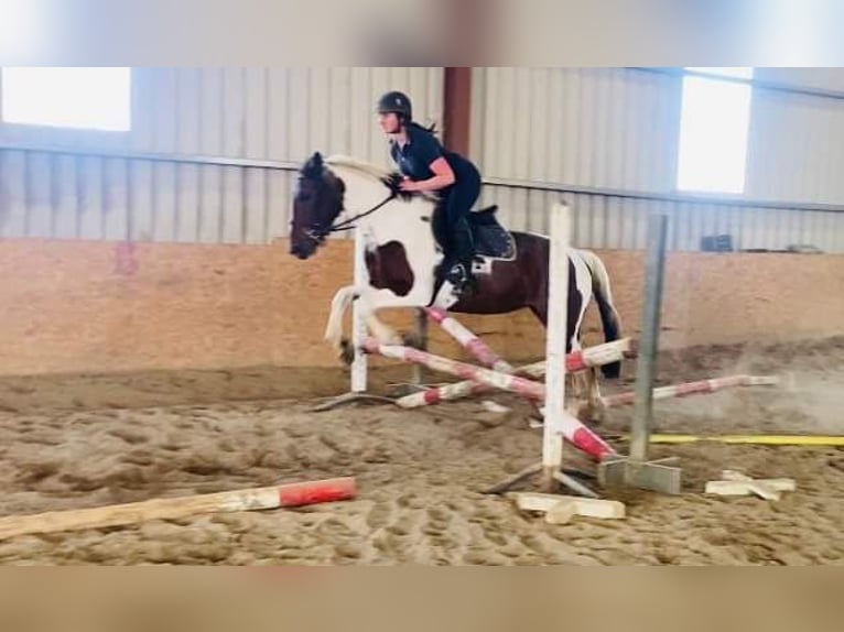 Cob Merrie 4 Jaar 155 cm Gevlekt-paard in Sligo