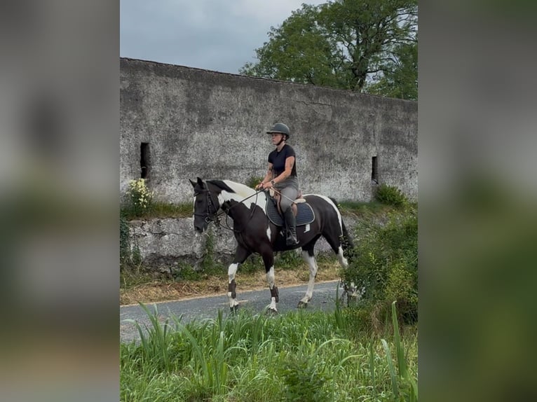 Cob Merrie 4 Jaar 156 cm Gevlekt-paard in Sligo