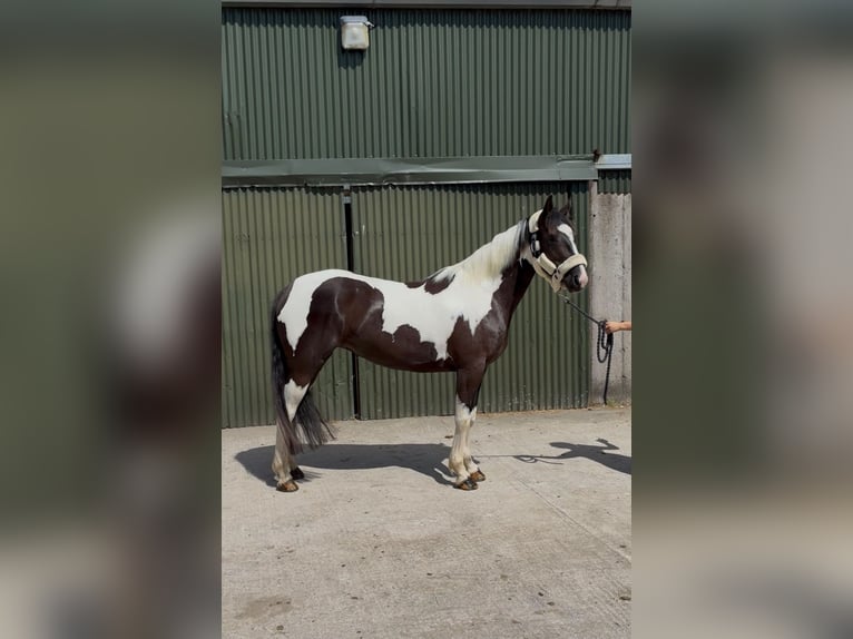 Cob Merrie 4 Jaar 156 cm Gevlekt-paard in Sligo
