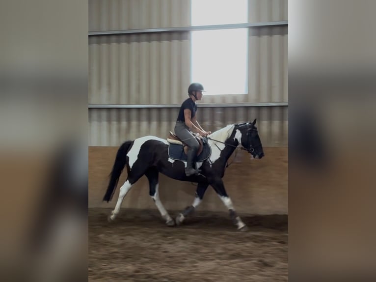 Cob Merrie 4 Jaar 156 cm Gevlekt-paard in Sligo
