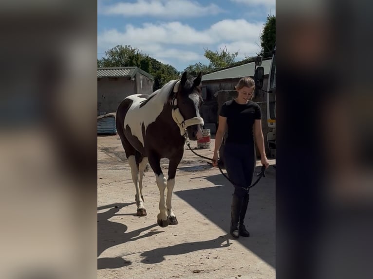 Cob Merrie 4 Jaar 156 cm Gevlekt-paard in Sligo