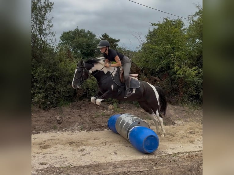 Cob Merrie 4 Jaar 156 cm Gevlekt-paard in Sligo