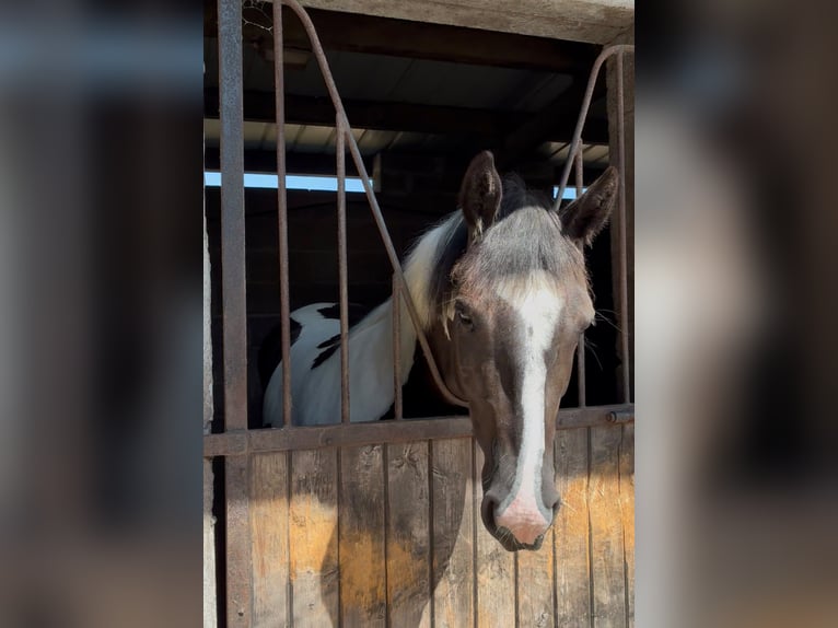 Cob Merrie 4 Jaar 156 cm Gevlekt-paard in Sligo