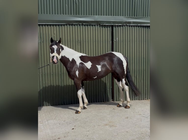 Cob Merrie 4 Jaar 156 cm Gevlekt-paard in Sligo