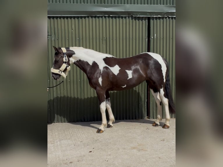 Cob Merrie 4 Jaar 156 cm Gevlekt-paard in Sligo