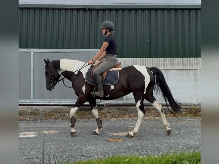 Cob Merrie 4 Jaar 156 cm Gevlekt-paard in Sligo