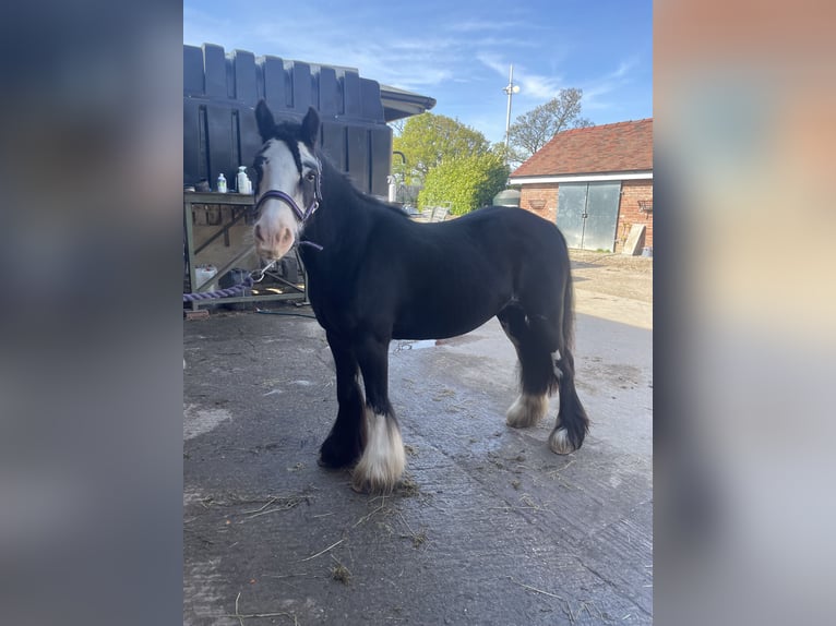 Cob Merrie 5 Jaar 122 cm Donkerbruin in Kingstone