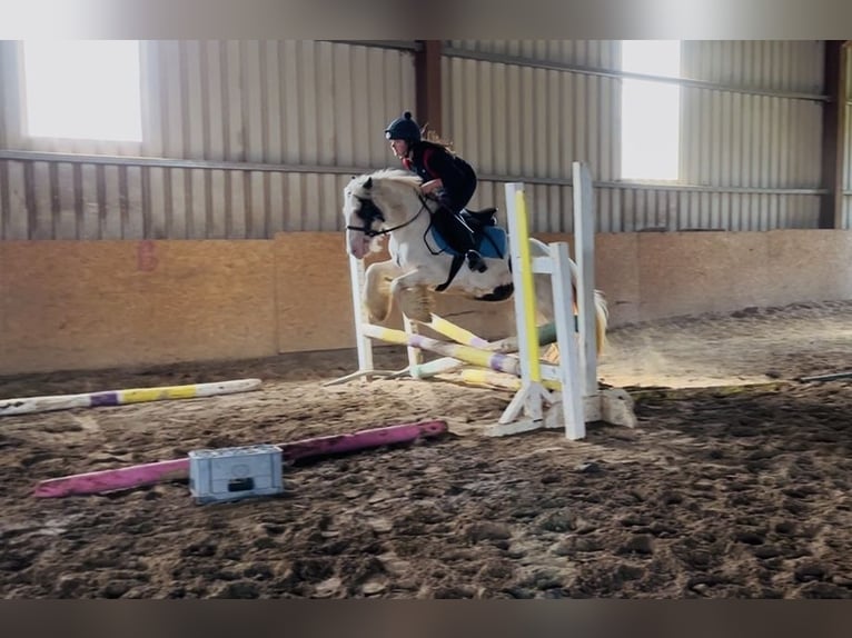 Cob Merrie 5 Jaar 133 cm Gevlekt-paard in Sligo