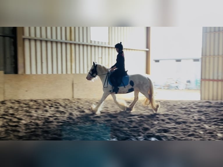 Cob Merrie 5 Jaar 133 cm Gevlekt-paard in Sligo