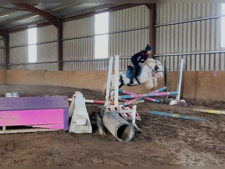 Cob Merrie 5 Jaar 133 cm Gevlekt-paard in Sligo