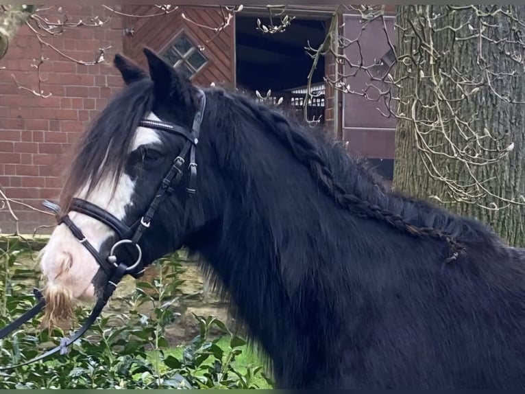 Cob Merrie 5 Jaar 135 cm Gevlekt-paard in Hopsten