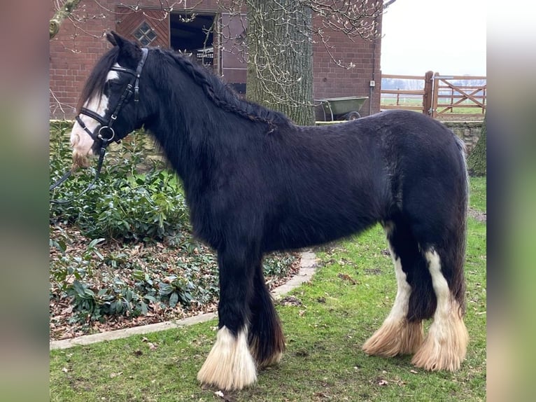 Cob Merrie 5 Jaar 135 cm Gevlekt-paard in Hopsten