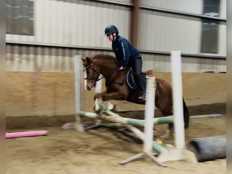 Cob Merrie 5 Jaar 137 cm Donkere-vos in Sligo