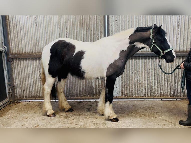 Cob Merrie 5 Jaar 143 cm Gevlekt-paard in Sligo