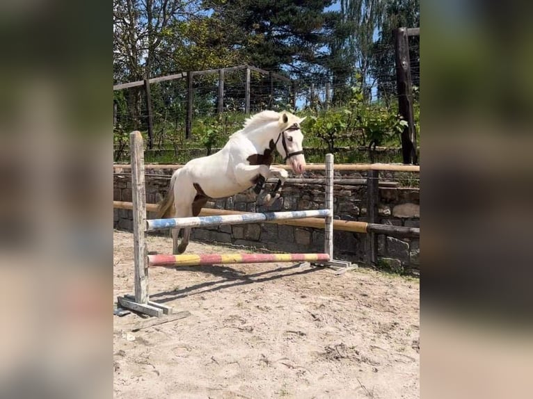 Cob Mix Merrie 5 Jaar 145 cm Wit in Zaječov