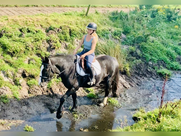 Cob Merrie 5 Jaar 152 cm Zwart in Mountrath